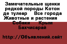 Замечательные щенки редкой породы Котон де тулеар  - Все города Животные и растения » Собаки   . Крым,Бахчисарай